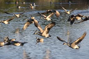 Geese Bird
