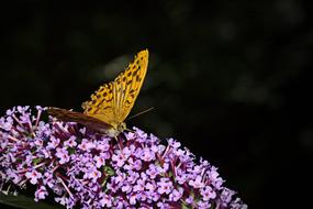 Butterfly Summer Lilac Macro