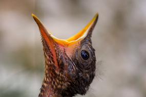 Blackbird Chicken Bird