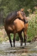 Horse River Water