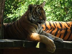 resting tigers in the wild