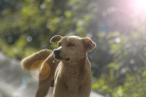 Pet Dog Sun