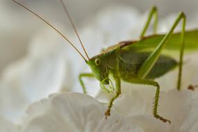 Grasshopper Insecta Green