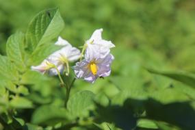 white potato flowers in vegetable garden