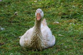 Goose Pasture Bird