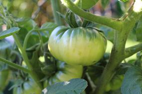 large green tomato