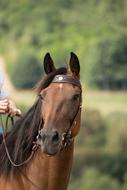 Horse Portrait Animal