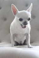 Chihuahua Dog Pet