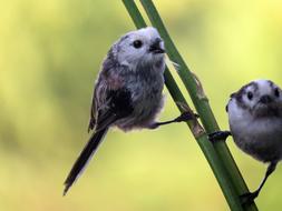 Aegithalos Caudatus Long-Tailed
