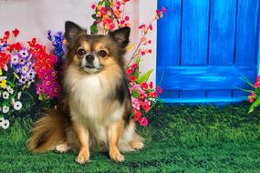 small dog against a background of flowers