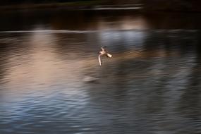 Seagull Flying Panning