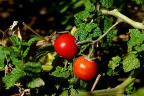 bright red tomatoes in a bush