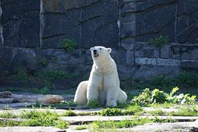 Polar Bear Animal World