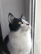 Cat Cute Pet