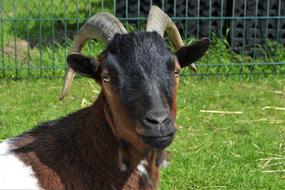 brown goat in a meadow