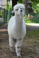 Alpaca Young Animal Close Up