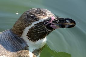 Penguin Animal World