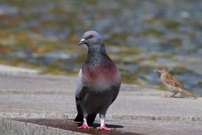 Dove Sparrow Bird