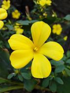 yellow flowers on a bush landscape