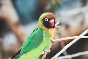 Parrot Bird Colorful