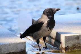 Crow Water Animal