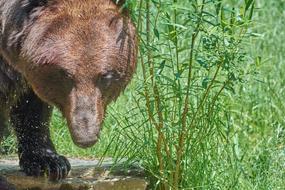 old bear by the water