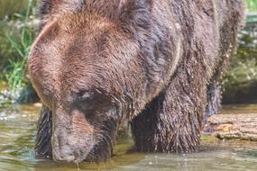 Bear Water Brown