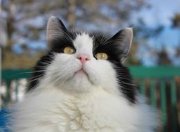 Cat Eyes Looking Up