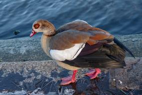 Bird Ice Winter