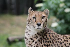 Zoo Tiergarten Schönbrunn The