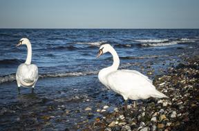 Swan Bird Plumage