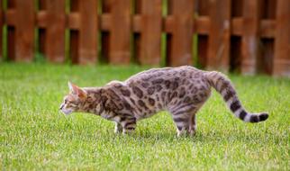 Cat Stalking Kitty Blue