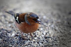 Bird Feather Bill