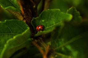 Ladybug Insect Red