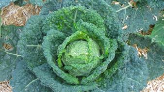 ripe beautiful cabbage