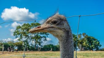 Strauss Bird Head