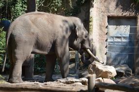 Elephant Blijdorp Rotterdam