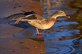 Duck Mallard Water Bird