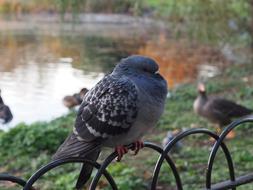 Dove Sit Poultry