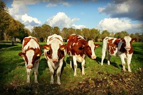 Cows Cattle on farm