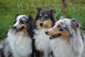 Three sheltie dogs