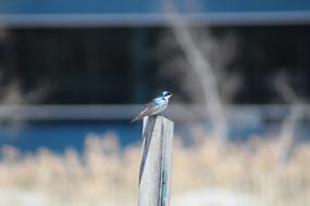 blue little bird on a log