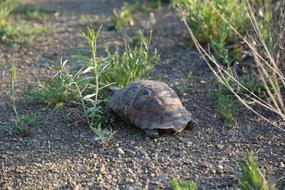 Tortoise Animal Wild