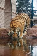 Tiger Reflection Cat