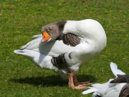 Goose Look Neck