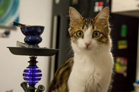 Cat Feline Looking