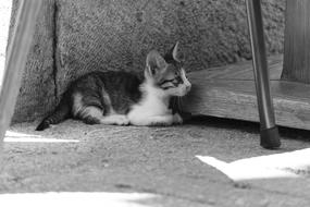 Cat Kitten Baby Young