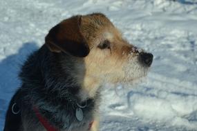 Dog Snow Cold