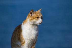 Cat animal at blue background