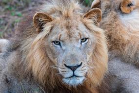 Africa Lion Safari